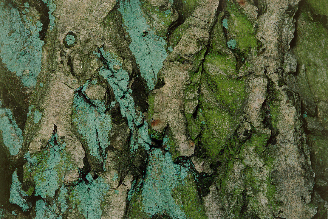 Close-up of walnut bark (Juglans regia)