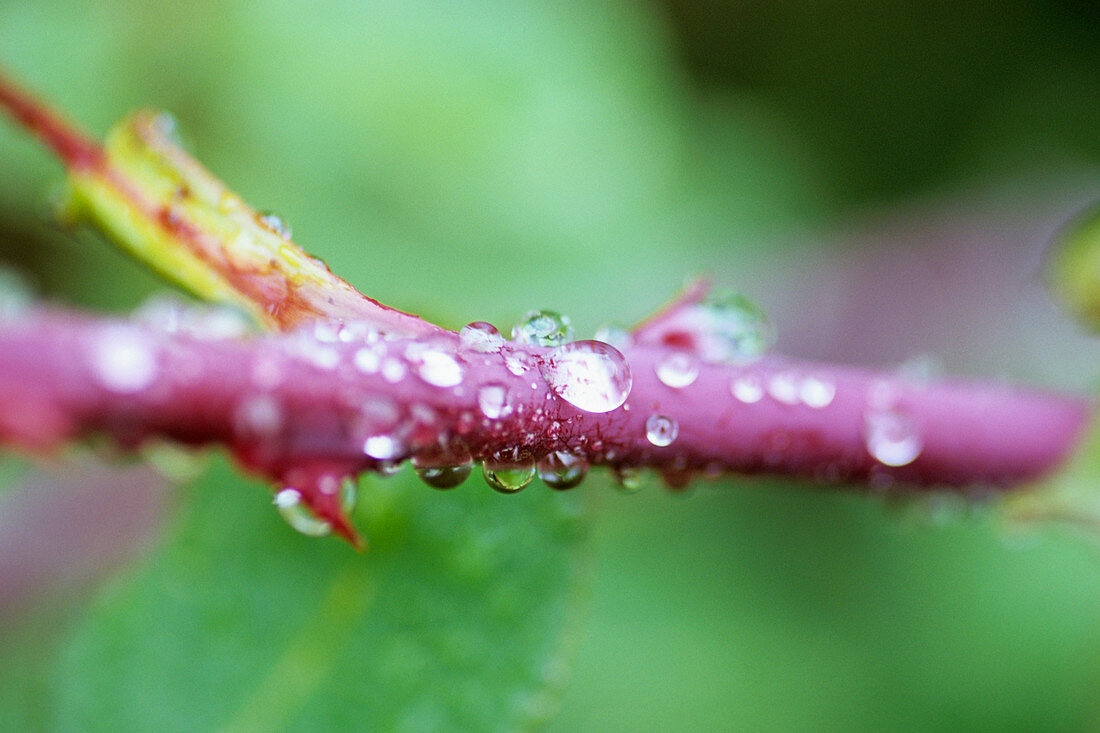 Water drops on a rose stem