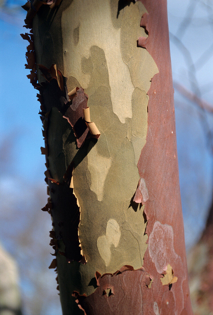 Mountain camellia tree trunk