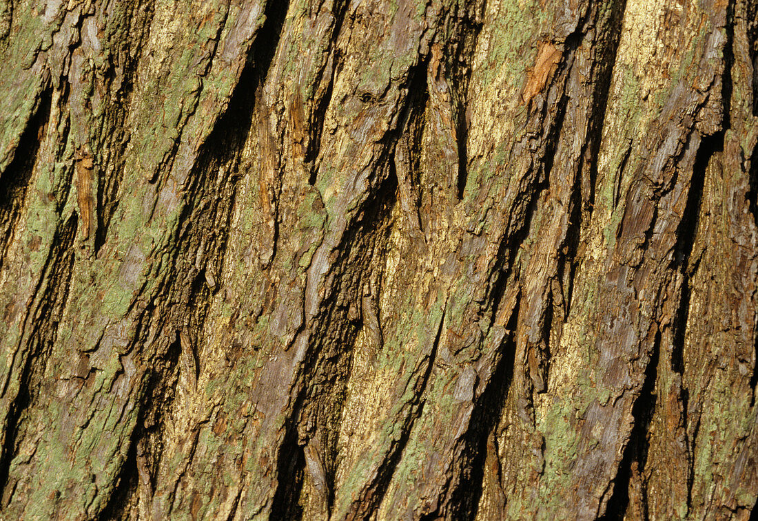 Sweet chestnut bark