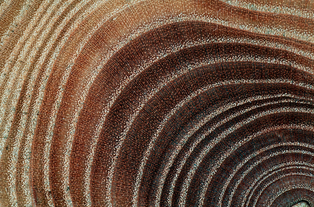 Growth rings of a tree