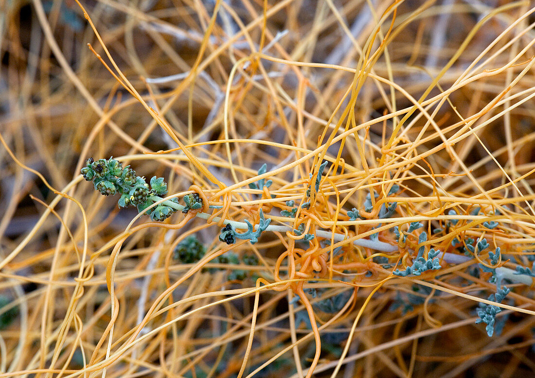 Desert dodder (Cuscuta denticulata)