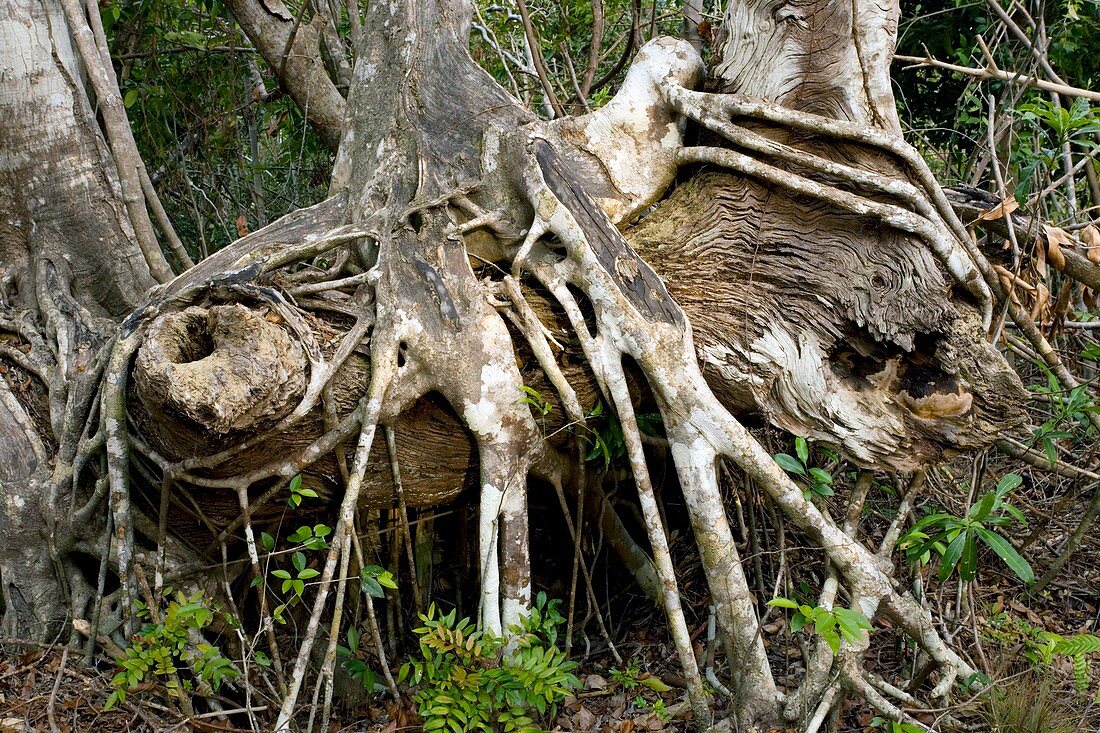 Strangler fig roots (Ficus aurea)