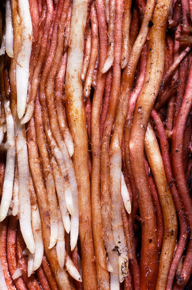 Macrophotograph of roots & root tips