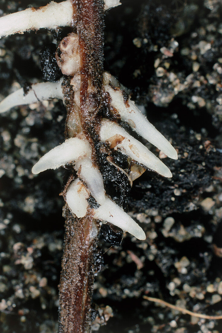 Spontaneous root formation on stem