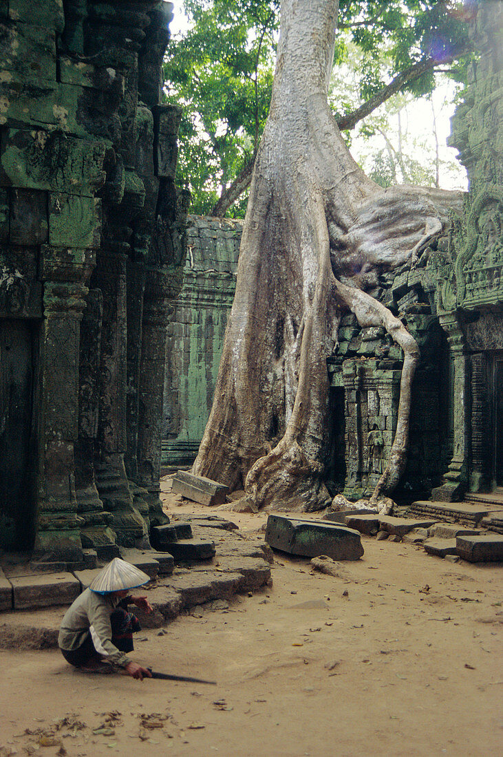 Roots of a kapok tree