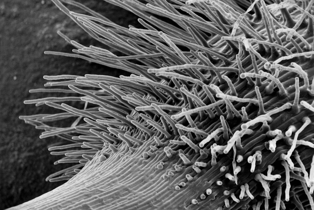 SEM of root hairs on a cress root