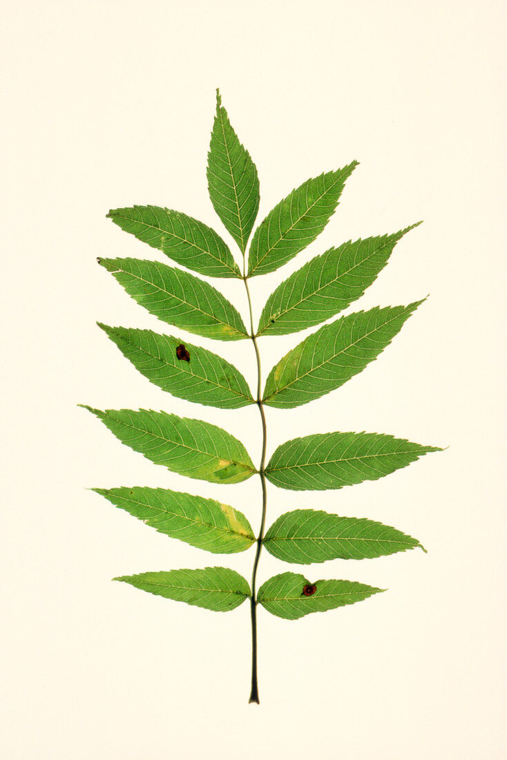 Ash leaves Fraxinus excelsior
