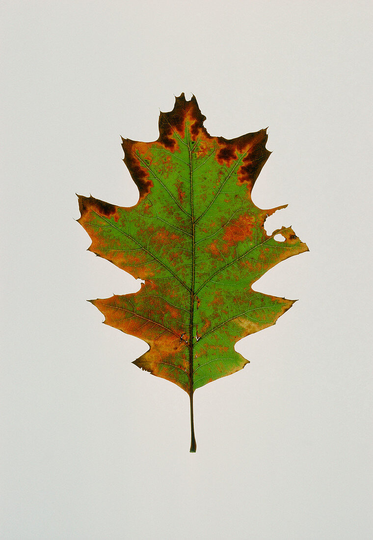 Leaf of the Red oak in autumn colour