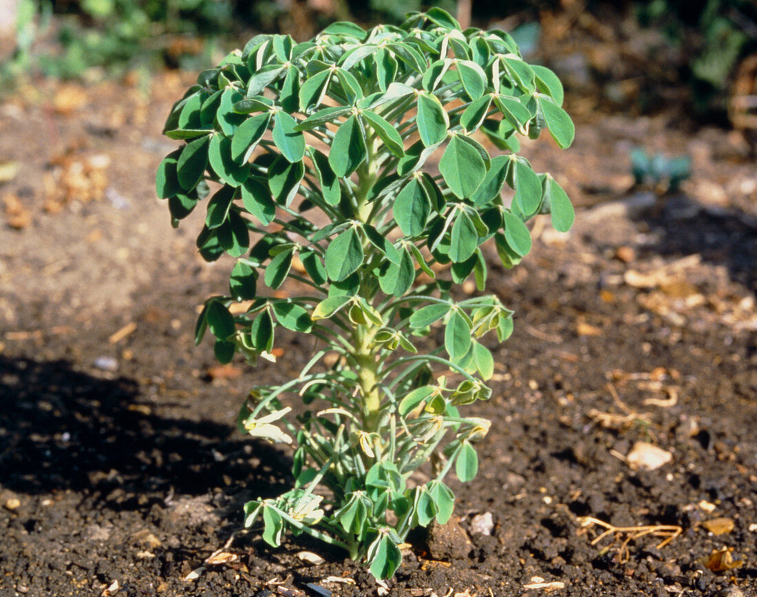 Oxalis succulenta,normal appearance