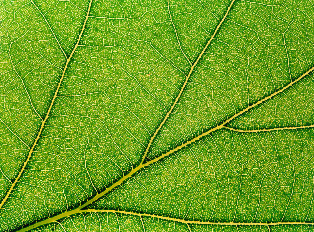 Macrophoto of veins in a lime tree