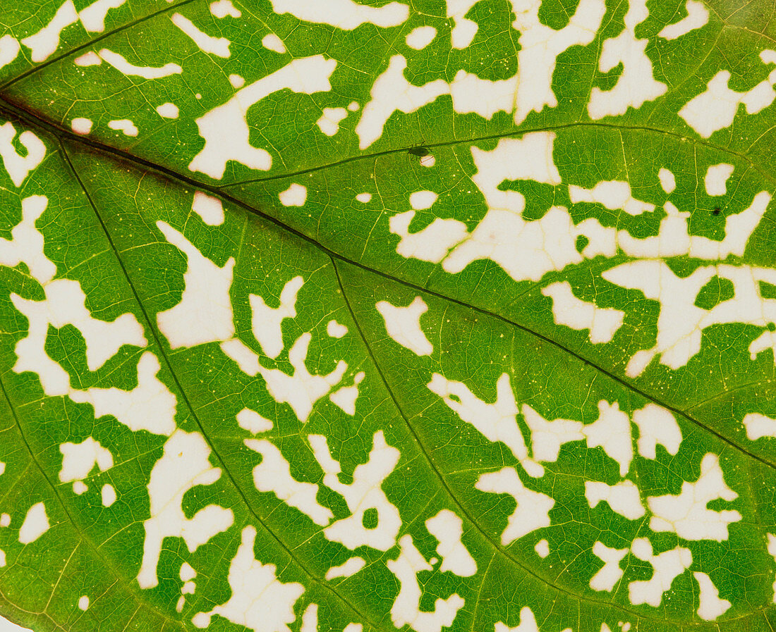 Dying leaf showing loss of chlorophyll
