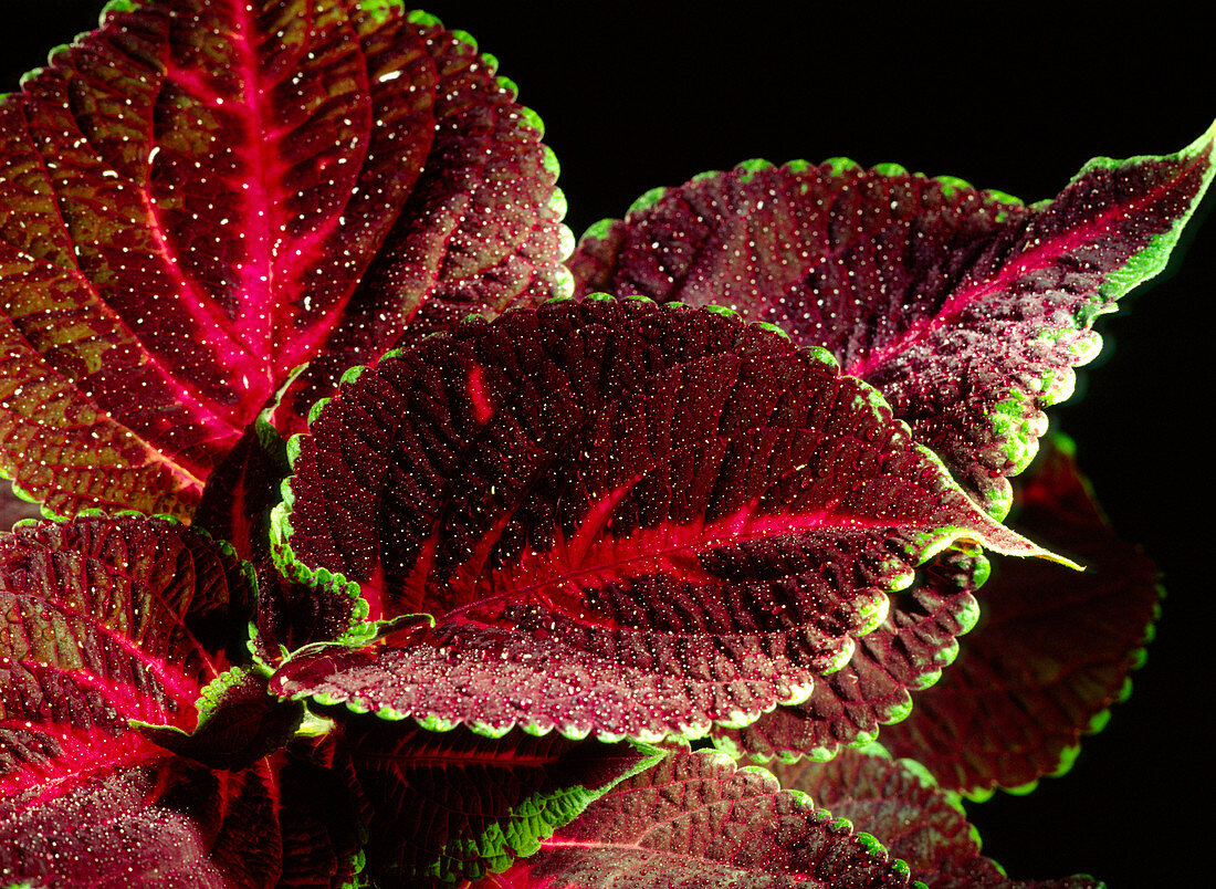 Close-up of the leaves of a Coleus sp