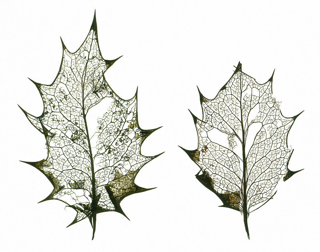 Holly leaf skeletons