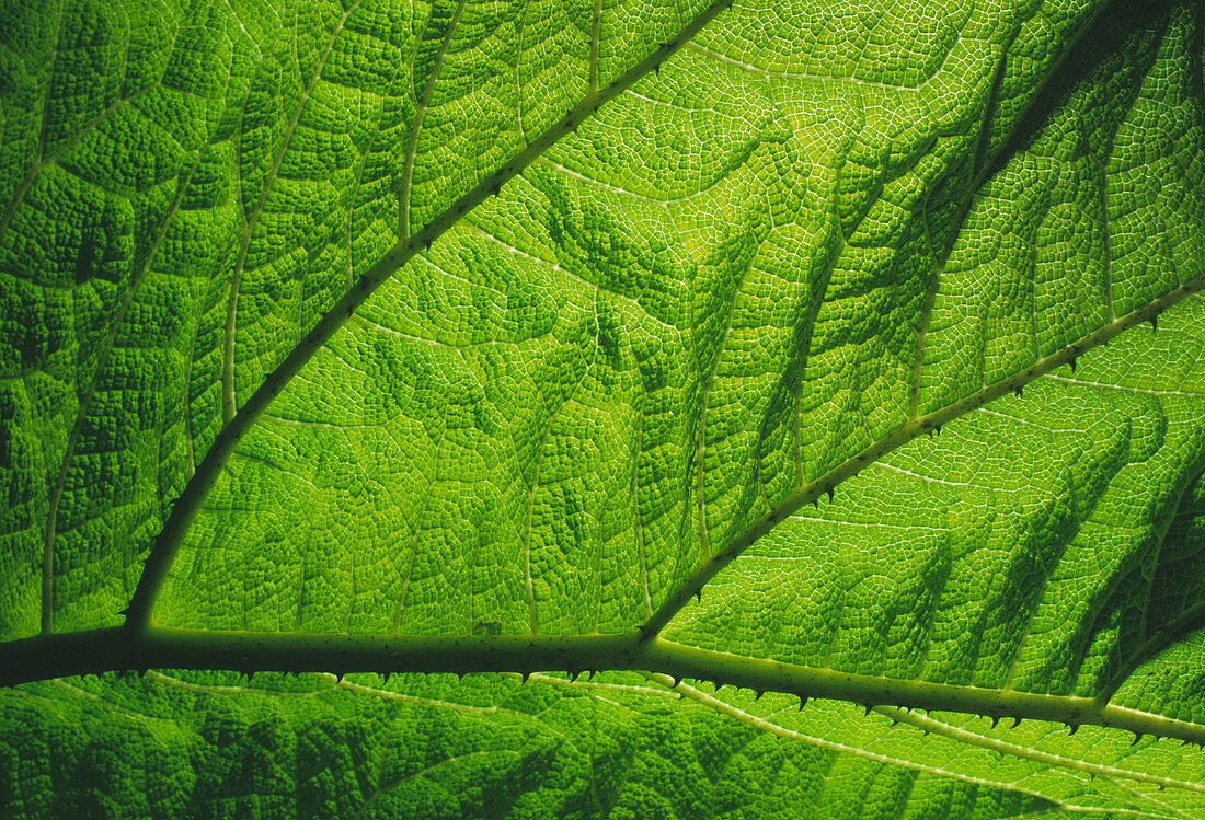 Gunnera leaf