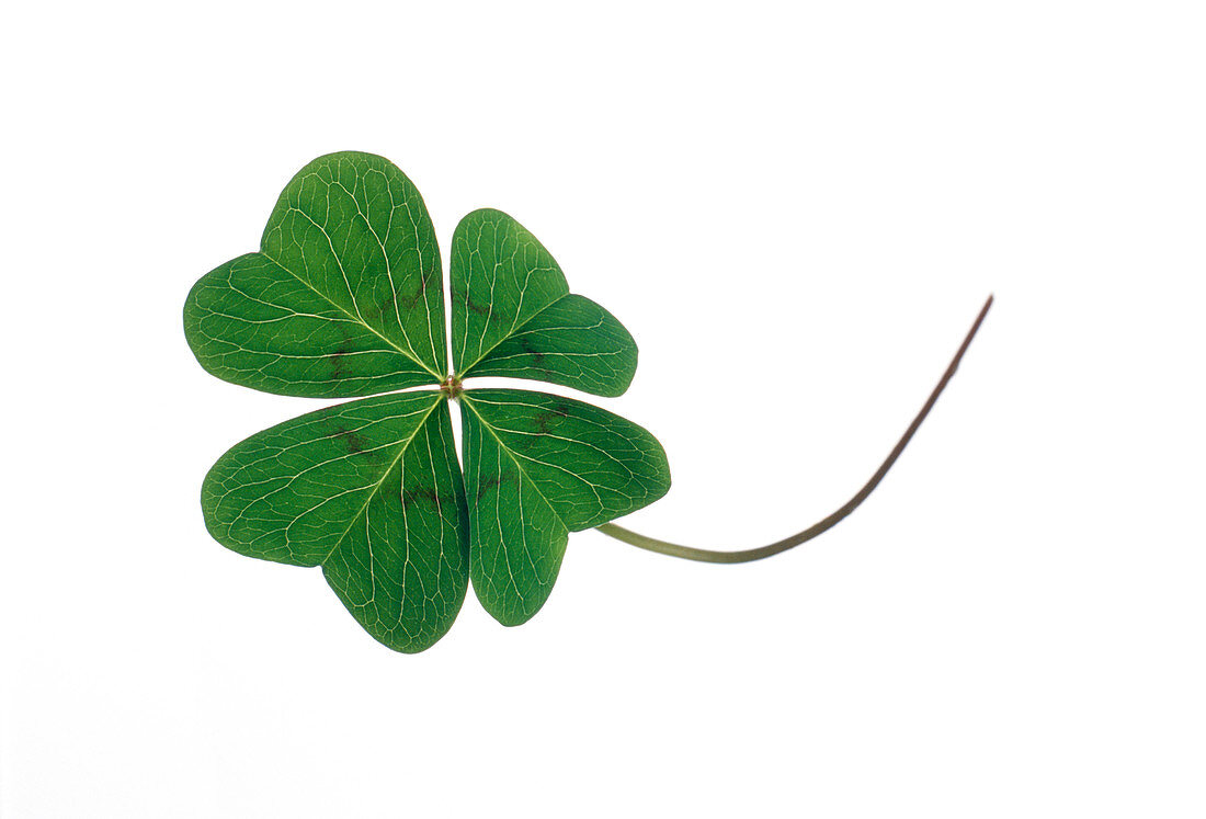 Four-leaf clover