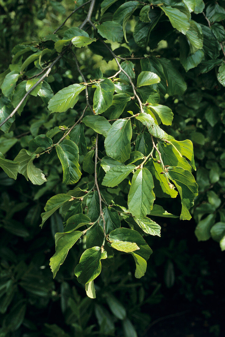 Persian ironwood leaves