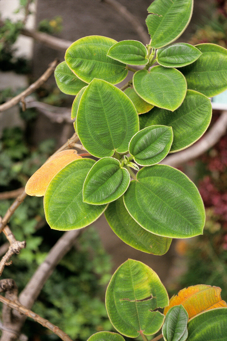 Tibouchina grandiflora leaves
