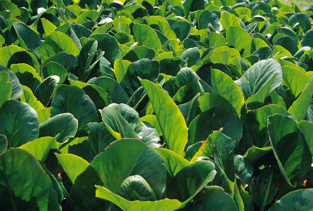 Bergenia leaves