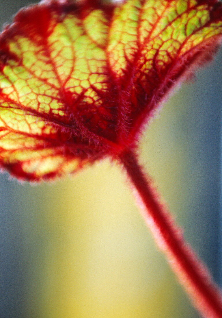 Begonia rex leaf