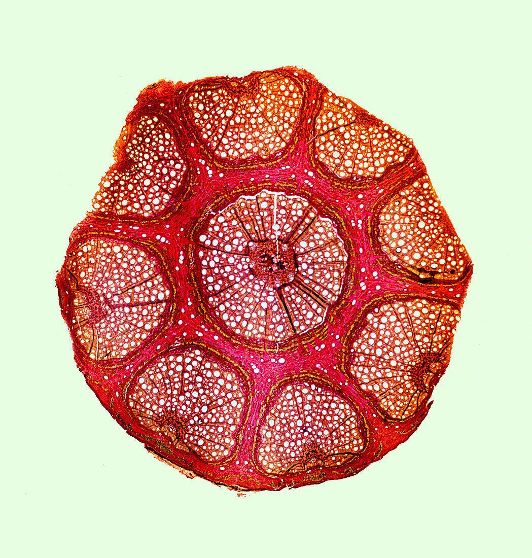 Liana stem,light micrograph