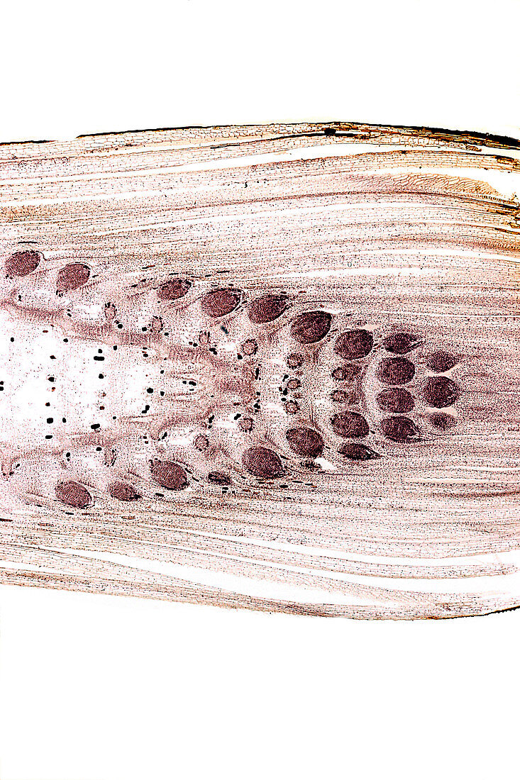 Common horsetail stem,light micrograph