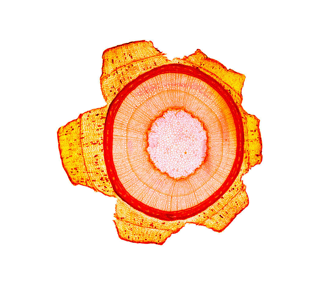 Maple stem,light micrograph