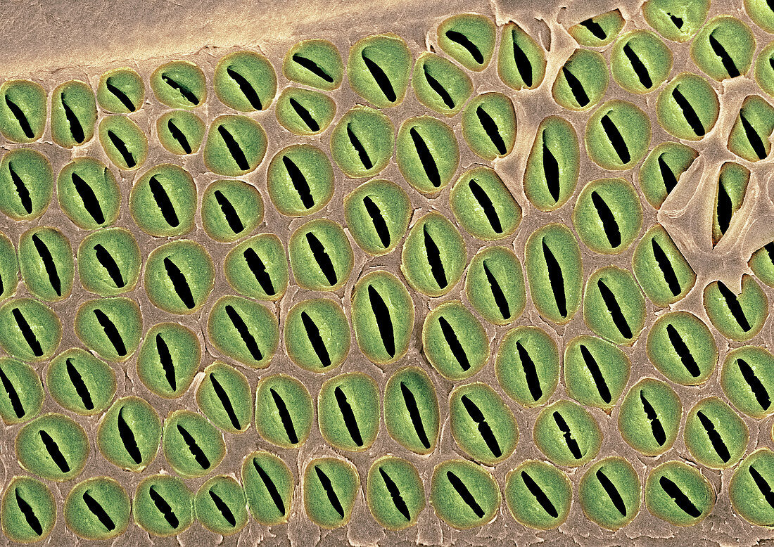 Xylem plant cells,SEM