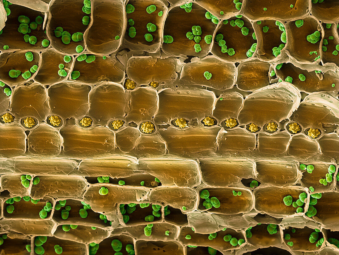 Xylem plant cells,SEM