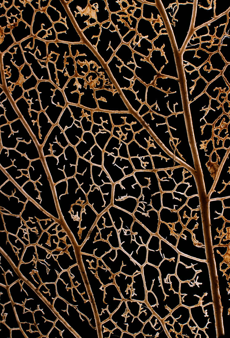 Leaf veins of ivy
