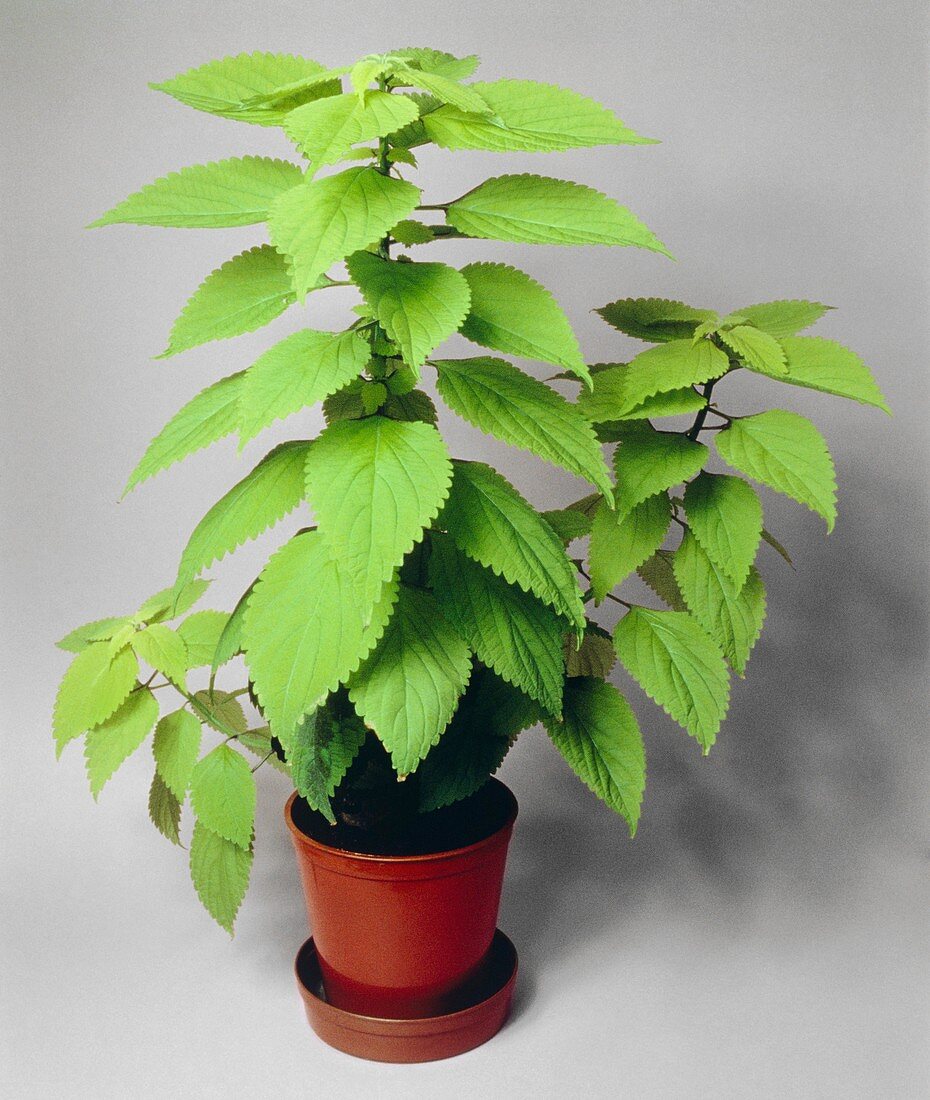 Healthy coleus plant