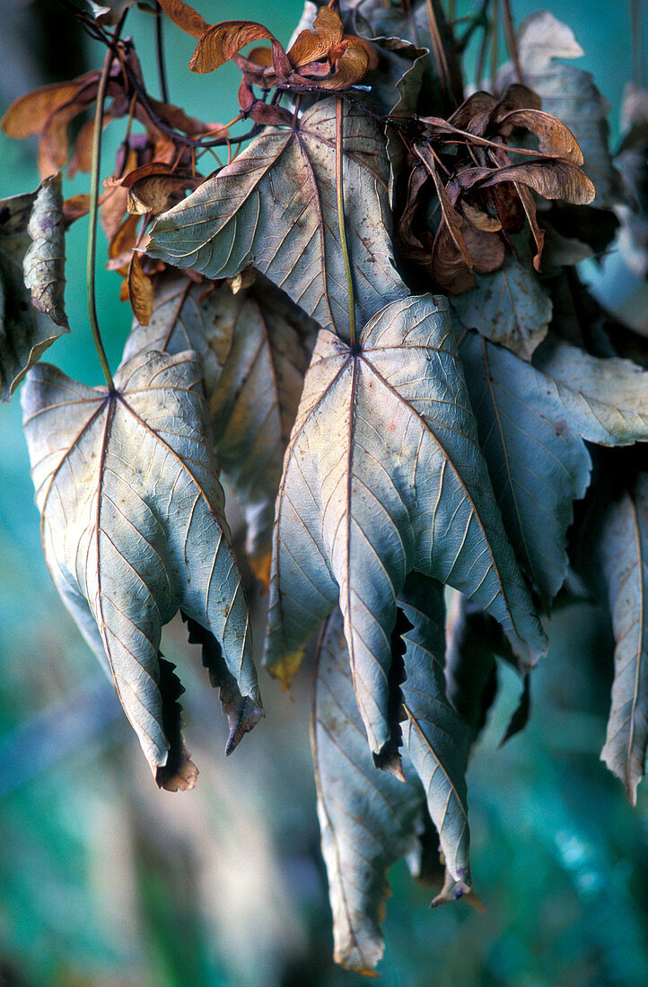Dying sycamore leaves