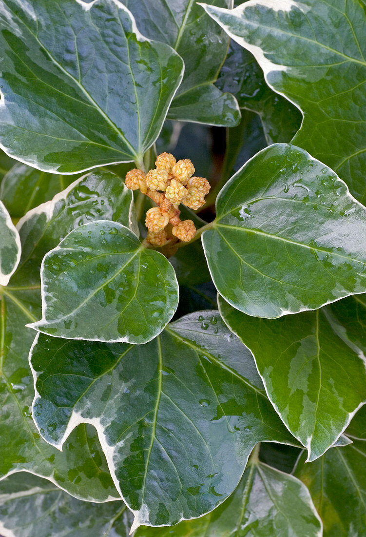 Bush ivy (Fatshedera lizaei 'Variegata')