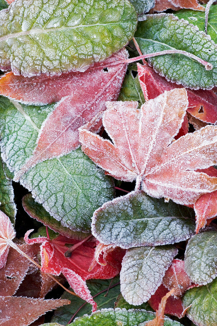 Frosted maple leaves