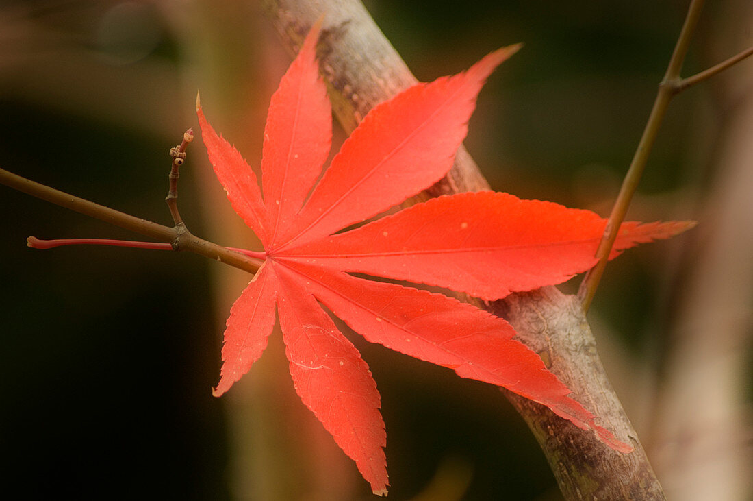 Japanese maple leaf (Acer palmatum)