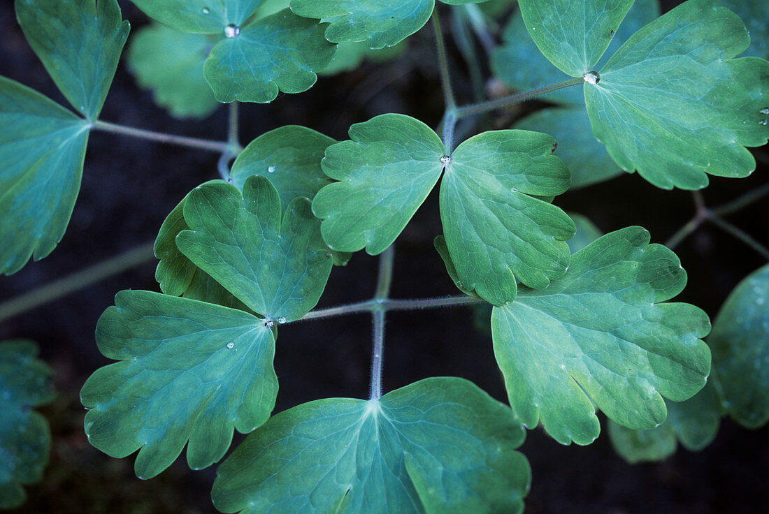 Columbine foliage