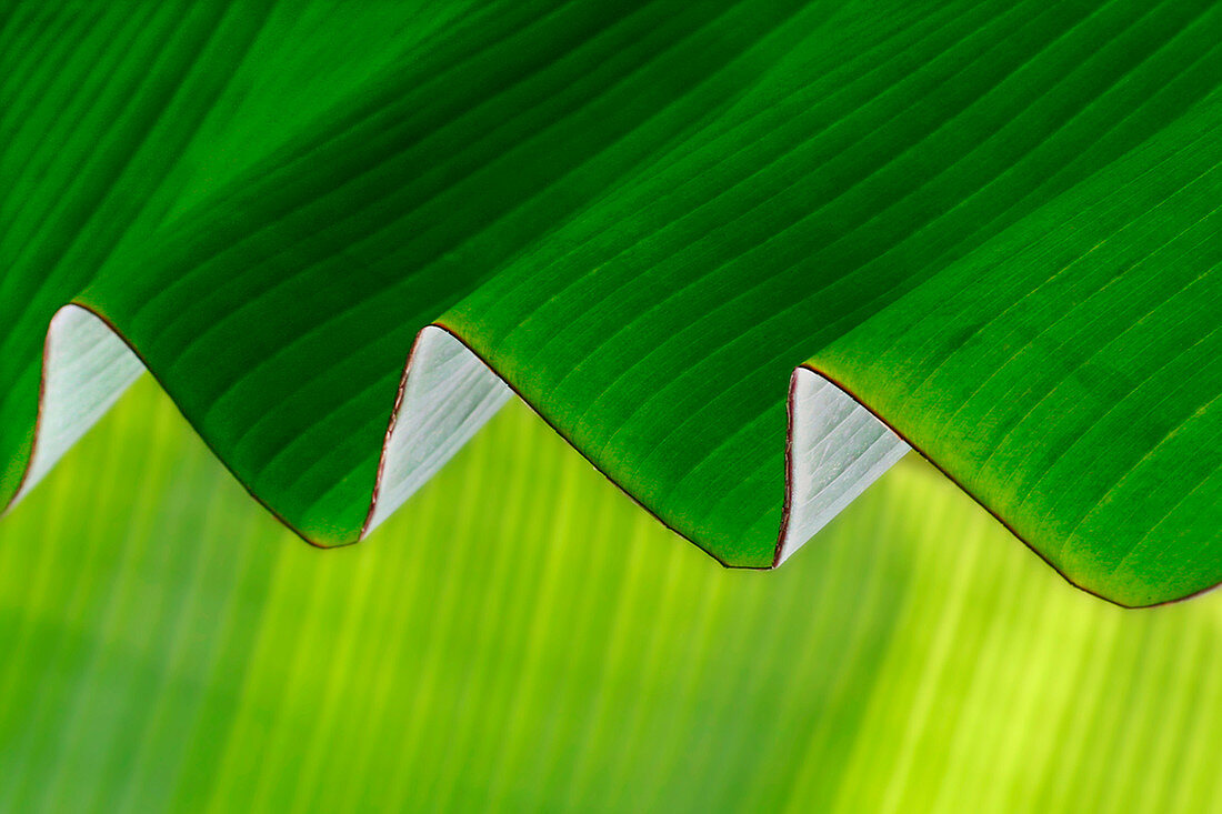 Rippled banana leaf
