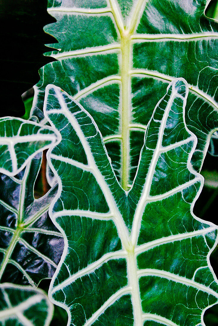 Kris plant (Alocasia amazonica)