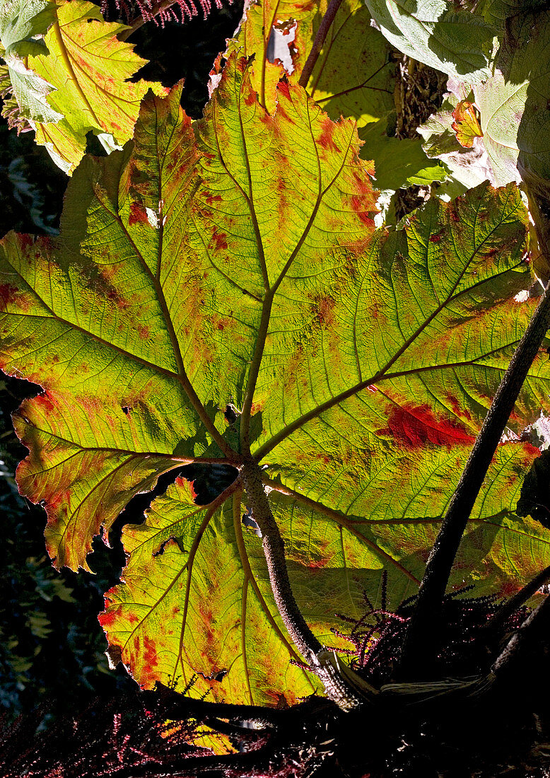 Giant rhubarb leaf