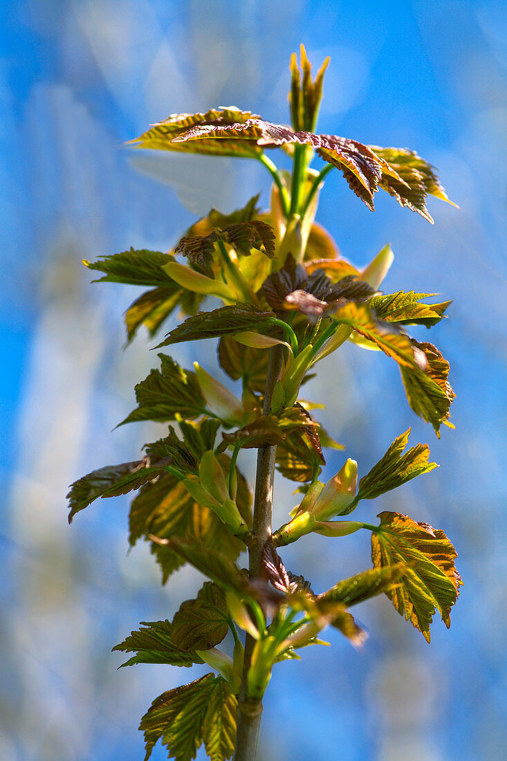 Sycamore leaves (Acer pseudoplatanus)