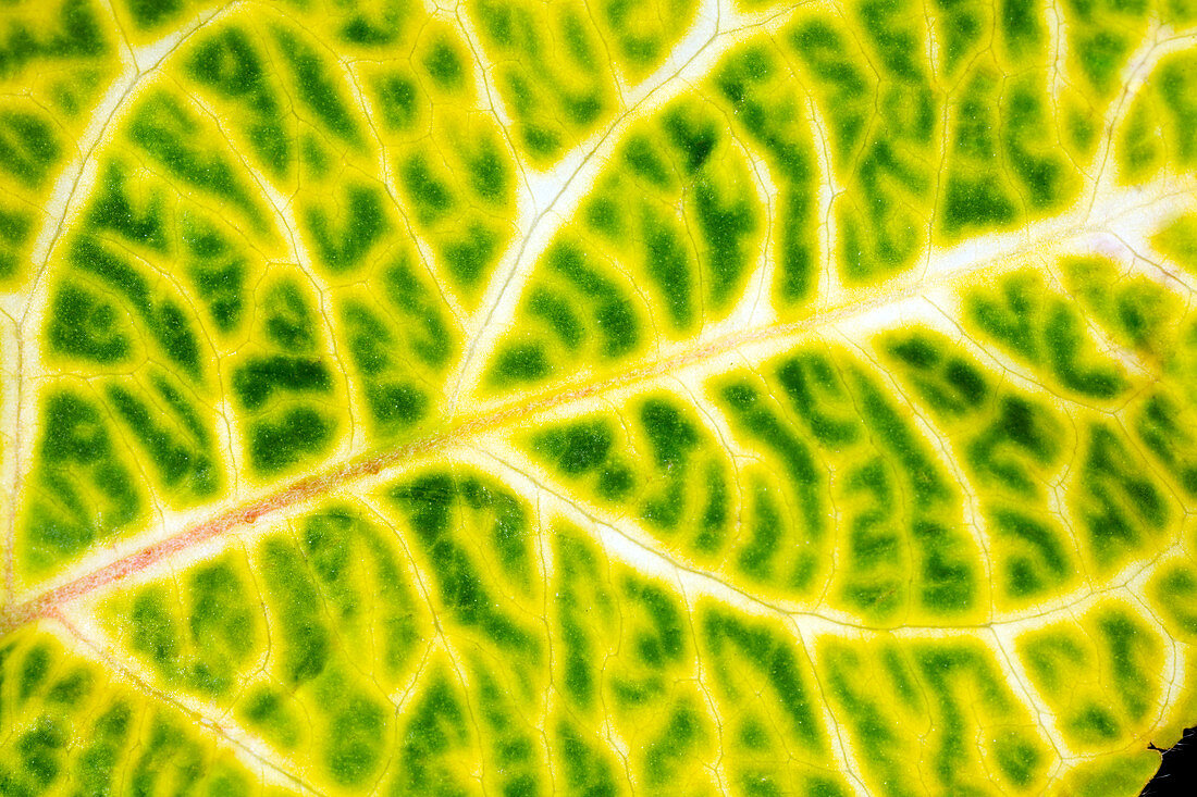 Honeysuckle leaf (Lonicera sp.)