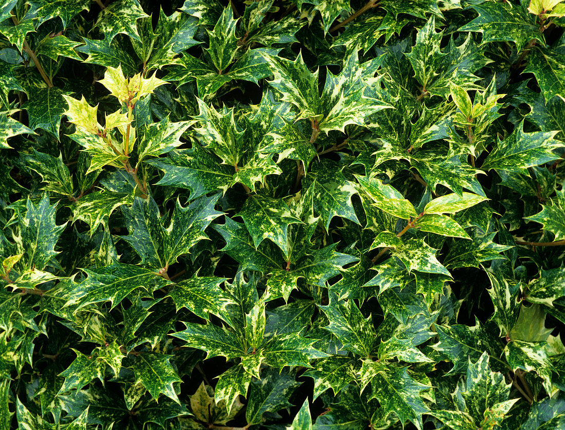 False holly leaves (Osmanthus 'Goshiki')