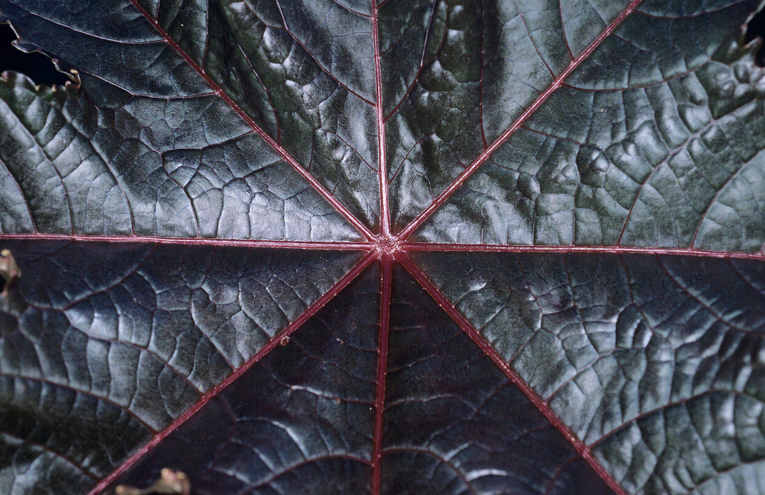 Castor oil plant (Ricinus communis) leaf