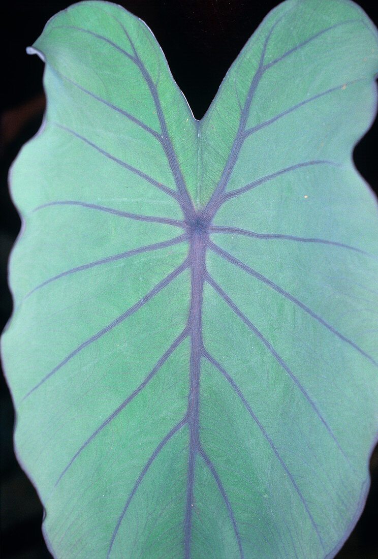 Taro (Colocasia esculenta 'Black Magic')