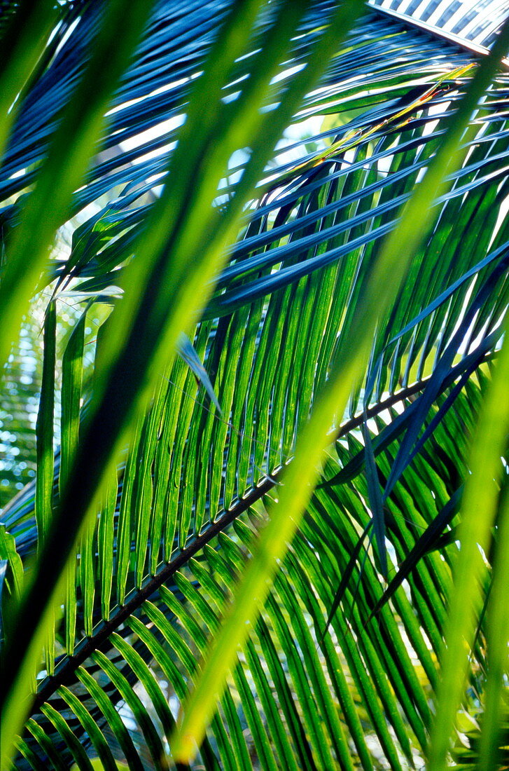 Coconut palm foliage