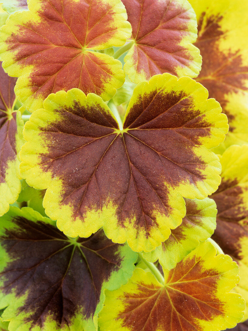 Pelargonium 'Occold Shield' leaves