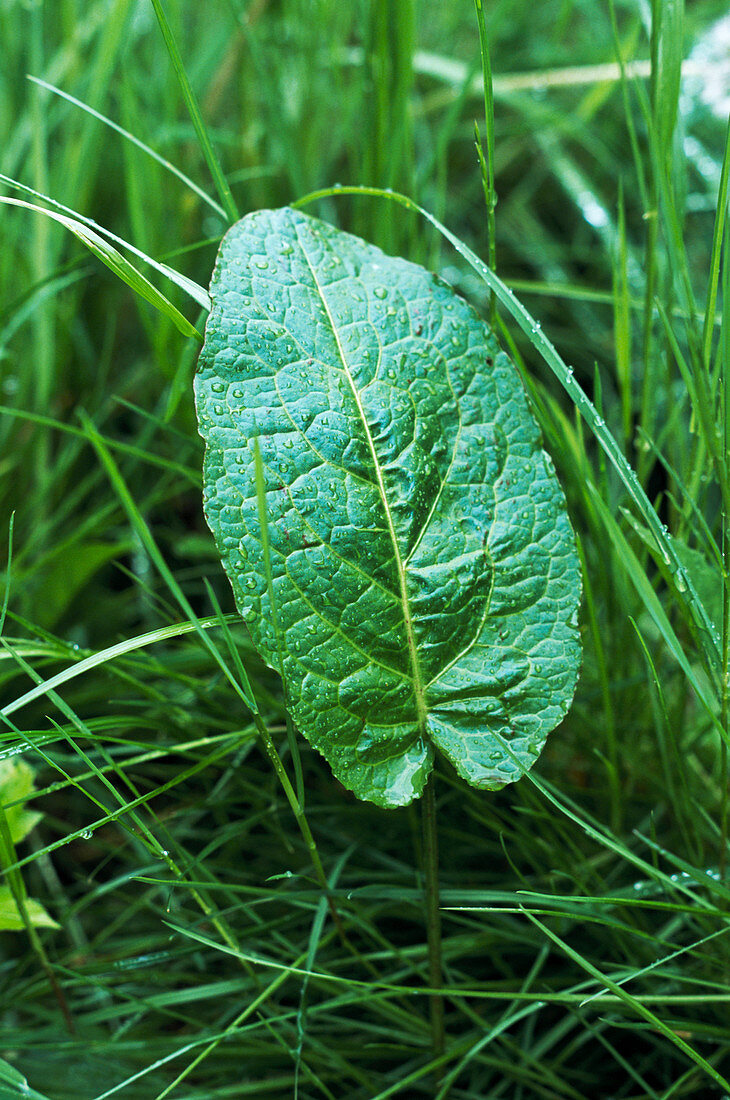 Bitter dock leaf (Rumex obtusifolious)