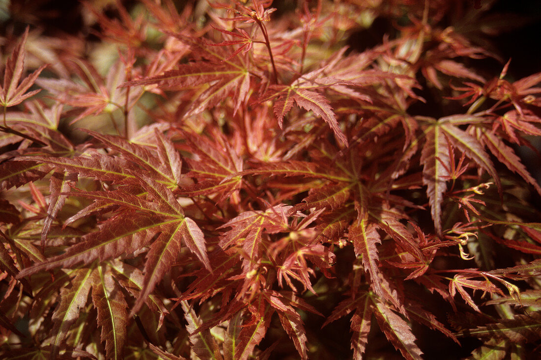 Acer palmatum 'Wilson's Pink Dwarf'