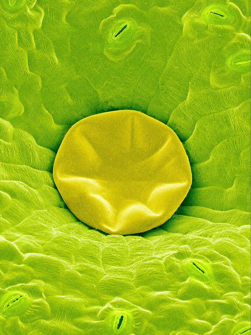 Oil gland on a leaf,SEM