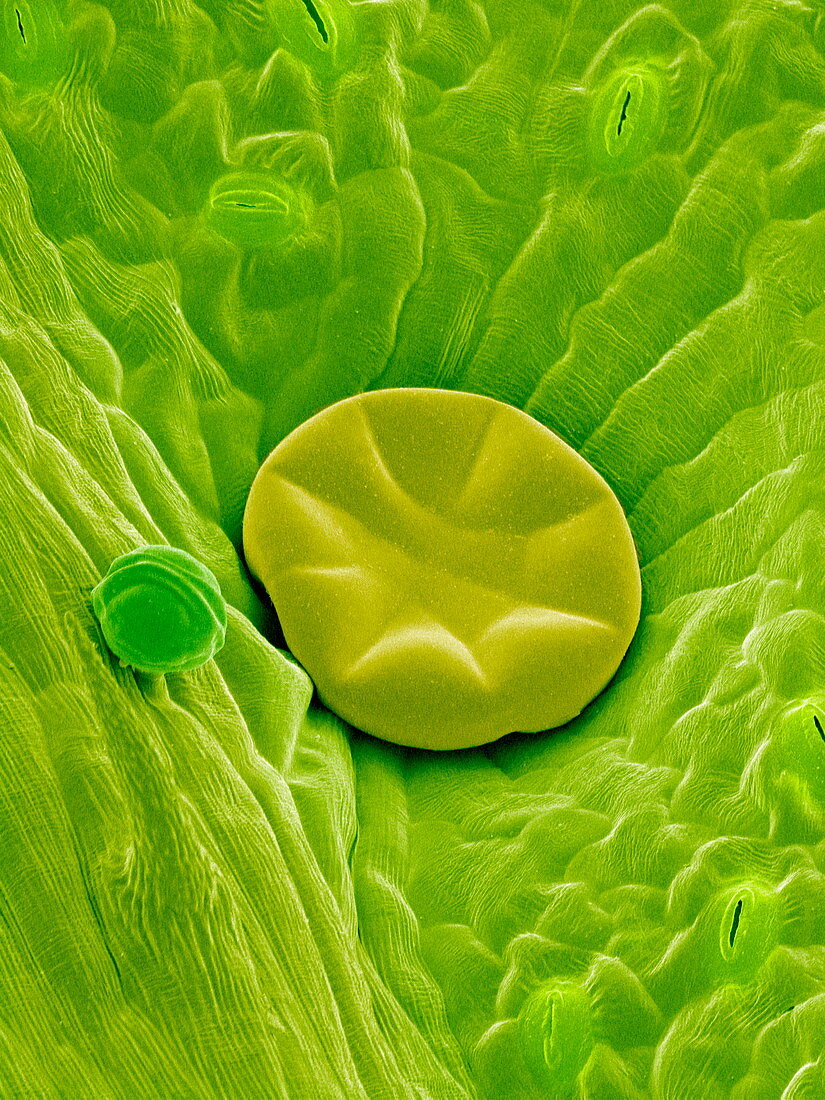 Oil gland on a leaf,SEM